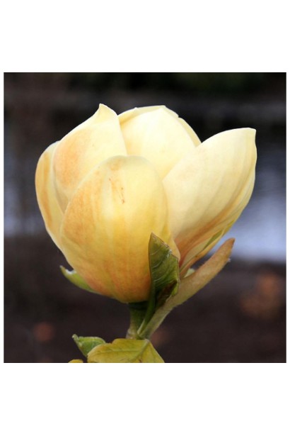 Магнолія гібридна Хоней Тюліп.